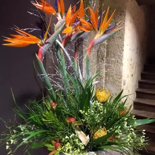Envolée d'oiseaux du paradis